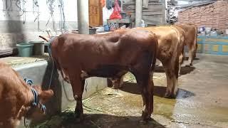 STOK PEDET LIMOSIN SIMMENTAL MAS SUPRI MAGETAN