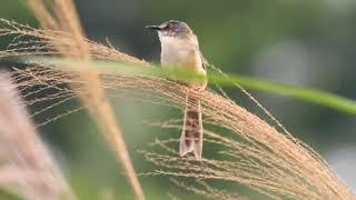 台灣的野鳥1