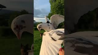 Pied Racing Pigeons