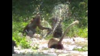 Monkeys fight & bite with monkey leader in water to rule their group