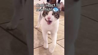 Cats eat real gourmet fish #catshorts #funnycatvideos #spoiledcats