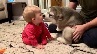 Adorable Puppy Meets Baby And Its Love At First Sight The Best Years Of Their Lives Cutest Ever