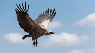 Spectacular Release of Cape Vultures