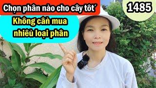 Cách bón phân chọn phân đơn giản mà tốt cho rau củ cây ăn trái #1485