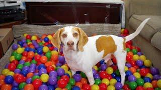 Best Dog Birthday Surprise DIY Ball Pit for Maymo