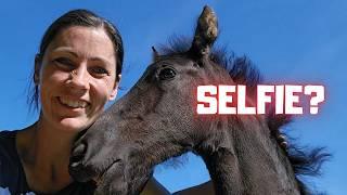 Belle is scared  Selfie time?  Risey and Yfke are happy together  Friesian Horses