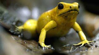 This South American Frog is Deadly to the Touch