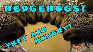HEDGEHOGS CIRCLE EATING  Cute Pets Family Plate
