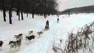 Небольшое видео катание на санях собаки хаски