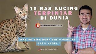 Ep 18  10 Ras Kucing Terpintar Di Dunia. Ada Kucing Rachel Venya Ini Dia Ras Kucing Paling Cerdas