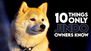 10 Things Only Jindo Dog Owners Understand