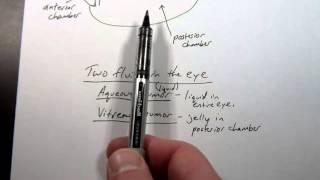 Anatomy 2 Lecture 3-4   Humors of the eye and humorism