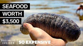 Why Sea Cucumbers Are So Expensive  So Expensive