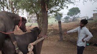 496 hit pada buffalo mating season video try by village in India rajasthan