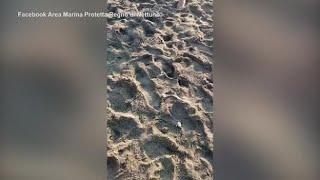 Napoli tartarughine sulla spiaggia di Casamicciola