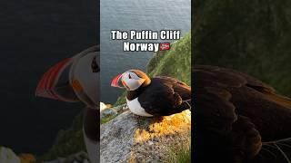 Atlantic Puffins The Cutest Birds Of The Seas 