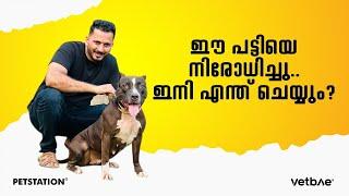 ഇവരെ ആണോ നിരോധിച്ചത്‌? American bully and Rottweiler dog