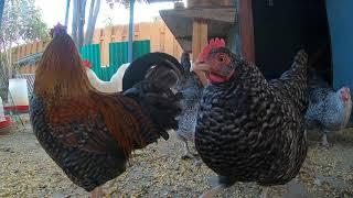 Backyard Chickens Coming Out Of The Coop In The Morning Roosters Crowing Hens Clucking