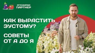 КАК ЛЕГКО ВЫРАСТИТЬ ЭУСТОМУ ПРАКТИЧЕСКИЕ СОВЕТЫ И ПРОВЕРЕННЫЕ РЕКОМЕНДАЦИИ