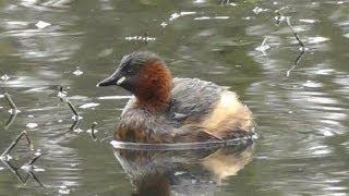 Little Grebe on Tehidy Woods Lake - Dabchick - Grèbe Castagneux