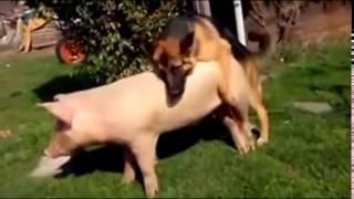 VERY FUNNY Dog Mating Pig Funny   LUCU FUNNY FAILS VIDEO