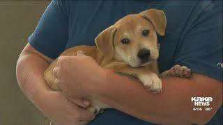 Wichita Animal Shelter takes in lost pets after 4th of July