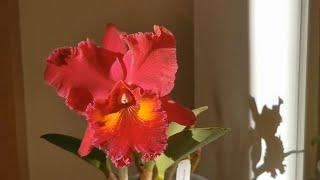 Rhyncholaeliocattleya Rlc. Edisto Newberry a magenta red Cattleya orchid growing & blooming indoors