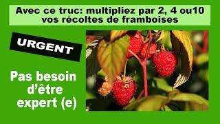 Framboisiers Doublez votre récolte de framboises avec cette taille