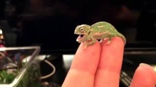 BABY CHAMELEON  Changes  Color Pattern 1 DAY OLD