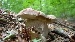 The beauty of porcini mushrooms - park of one hundred lakes - June 2024