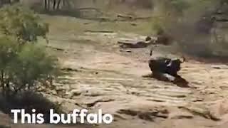 Herd Rescues Buffalo From Lions And A Crocodile