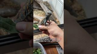 How do I get my lizard to like me