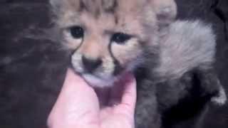 Cute New Baby Cheetah  Busch Gardens Tampa Bay