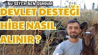 HAYVANCILIKTA DEVLET DESTEĞİ NASIL ALINIR ?  Küçükbaş Keçi Devlet Destek Ve Hibelerini Soruyorum ?