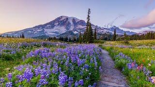 Backpacking the Wonderland Trail  Mt Rainier National Park