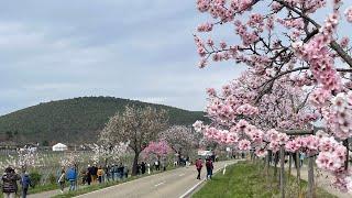 Mandelblütenfest  2024 Праздник цветения Миндального ореха