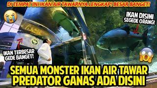 SEMUA MONSTER IKAN PREDATOR AIR TAWAR TERBESAR LENGKAP DISINI  DUNIA AIR TAWAR TMII  #PART1