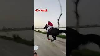 Marwari horse danni  sire by stallion danna at top speed  fastest marwari horse