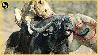 The Greatest Fights In The Animal Kingdom  Lion VS Buffalo