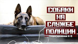 К-9 Собаки на службе полиции