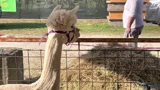 Animali da cortile scrofe pecore e alpaca in mostra alla Fiera Agricola Mugello