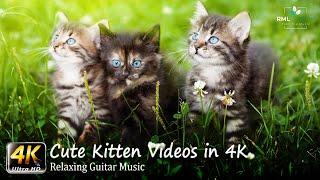 Kittens 4K - Cute Kitten Videos in 4K - Most Adorable Pets of all time