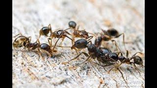  Ants LIVE  The Great Ant Migration