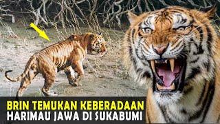 RESMI.. Harimau Jawa Ditemukan di Hutan Sukabumi BRIN Berhasil Menemukan Harimau Jawa
