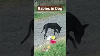 Rabies in dog