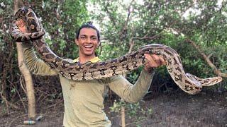 BIGGEST PYTHON EVER RESCUED