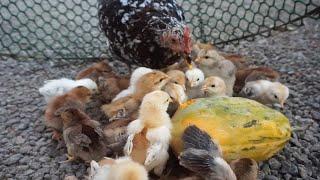 Mother Hen Help Her Chicks to Eat Papaya Fruit