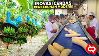 Inovasi Petani CERDAS Ternyata Begini Cara Budidaya Pisang Modern Terluas Di Asia Tenggara