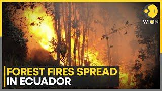 Forest Fire Out of control fire ravages Ecuadors forests  WION