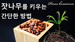 잣나무를 키우는 간단한 방법｜잣 싹틔우기｜잣나무 씨앗 발아｜한국 고유의 소나무 잣나무 키우기｜코리안 파인｜How to grow #79 Korean Pine